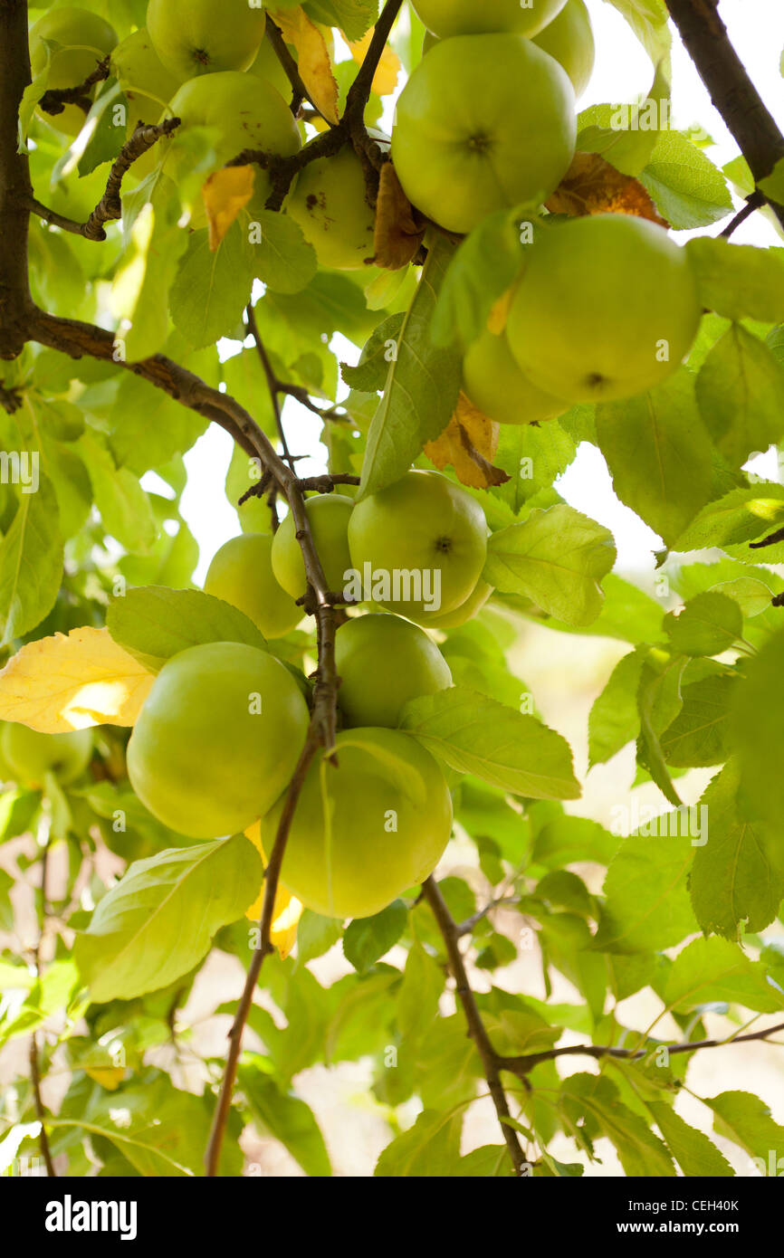 Ripen apples hi-res stock photography and images - Alamy