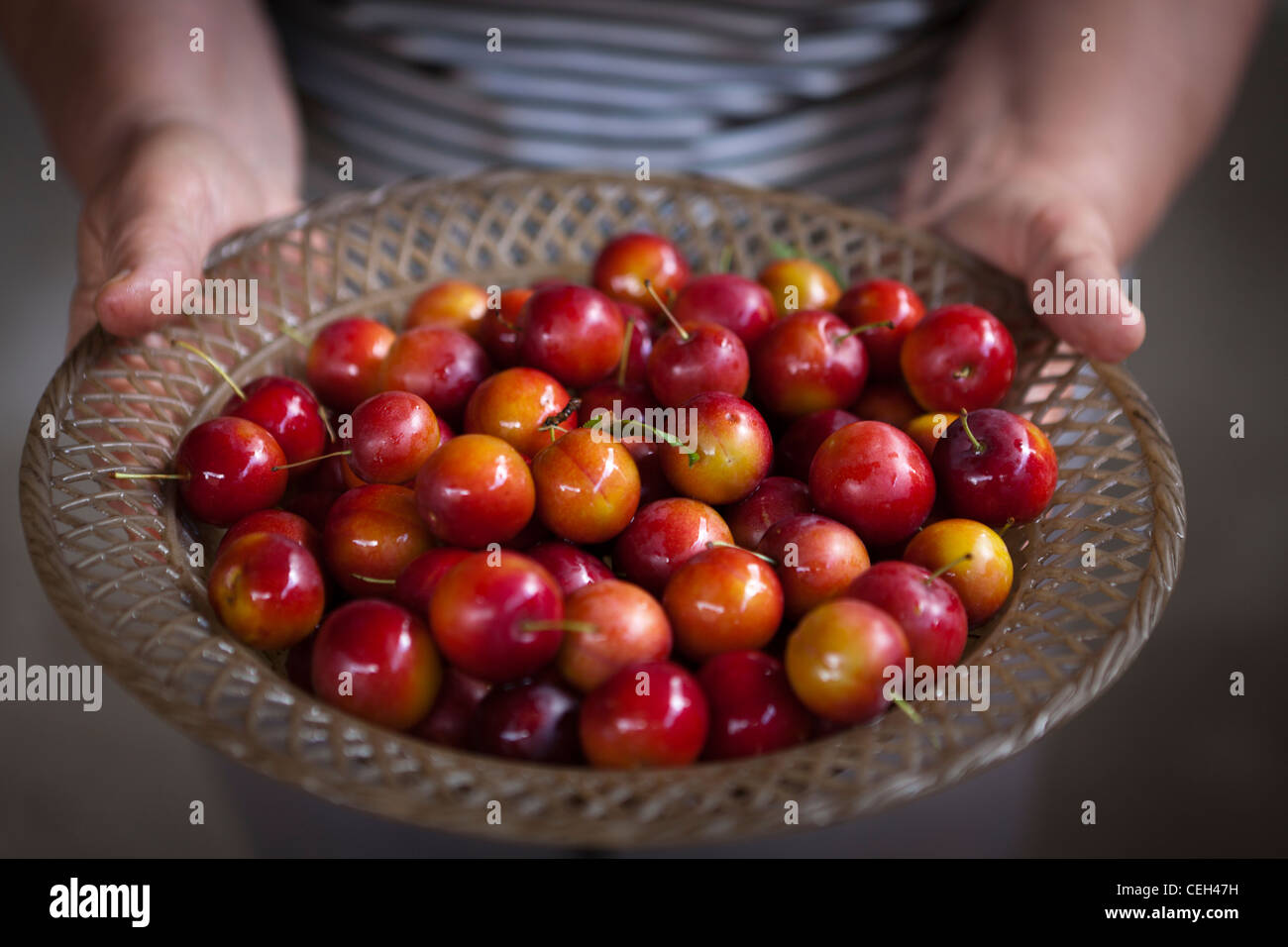 Prunus cerasifera-cherry plums Stock Photo
