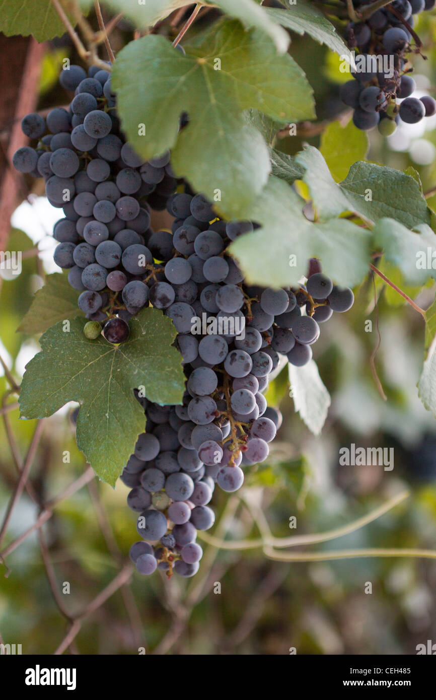 Melnik,South West Bulgaria- red wine grapes on the vine,VITIS VINIFERA Stock Photo