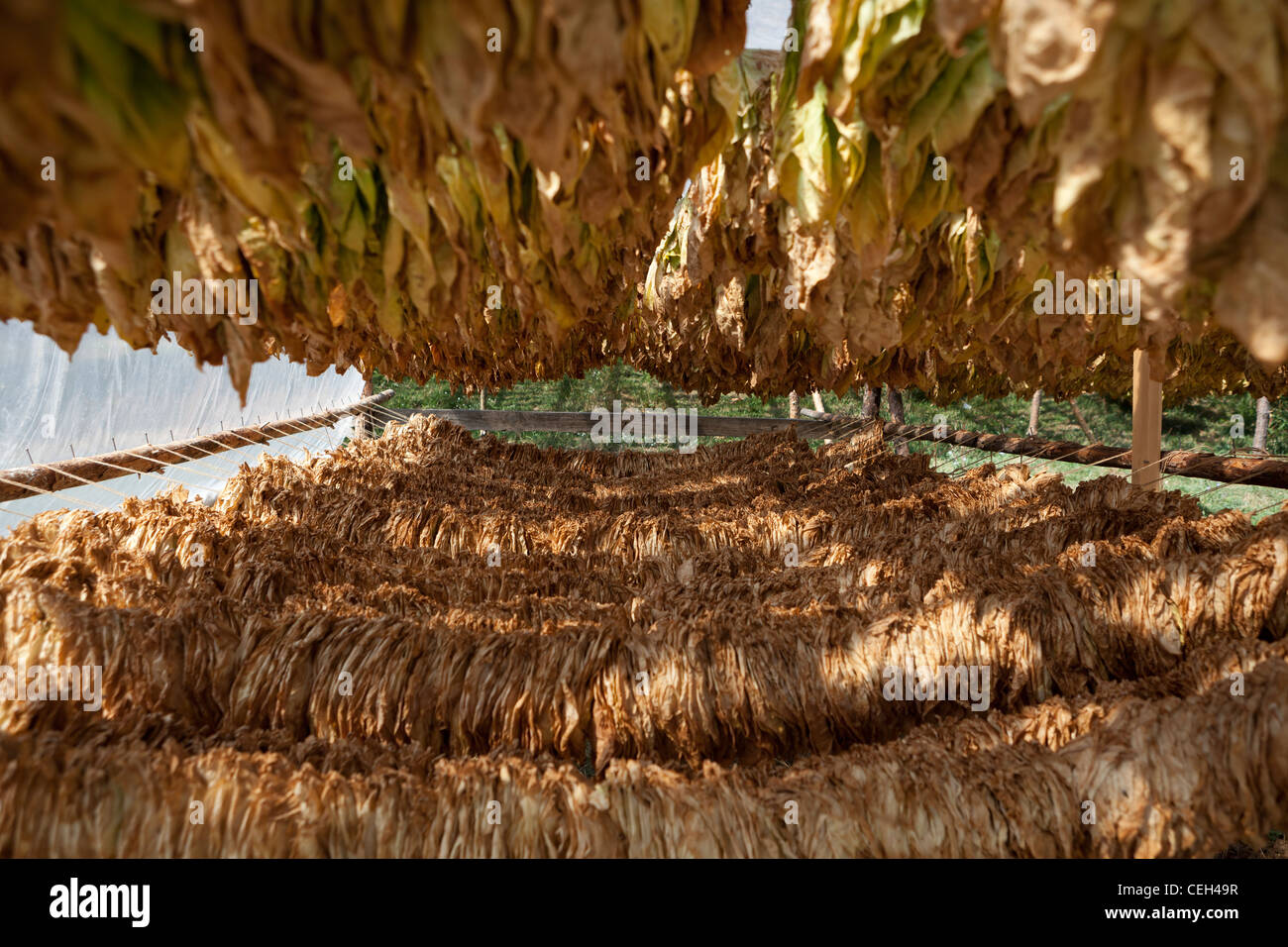 Rows of hand-picked tobacco leaves,drying in the shade Stock Photo