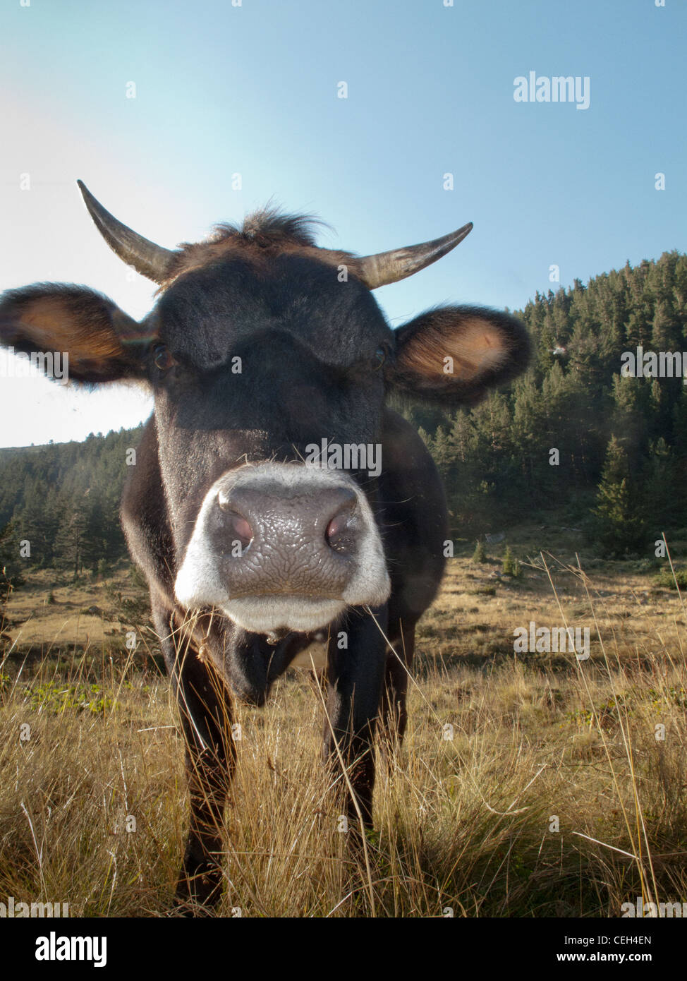 Free range cow,Swiss Alps,Switzerland Stock Photo