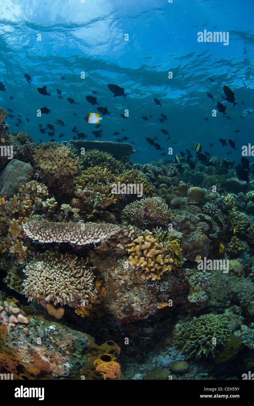 Pristine Indonesian coral reef. Bunaken Marine Park, North Sulawesi, Indonesia. shot during a day with clear blue water Stock Photo