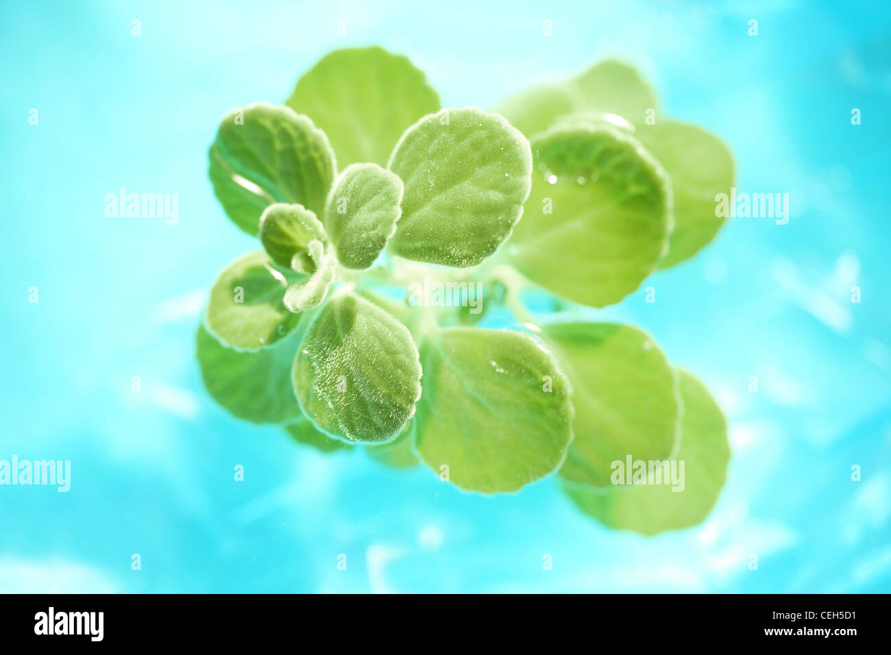 Fresh green leaf and clear blue water. Stock Photo