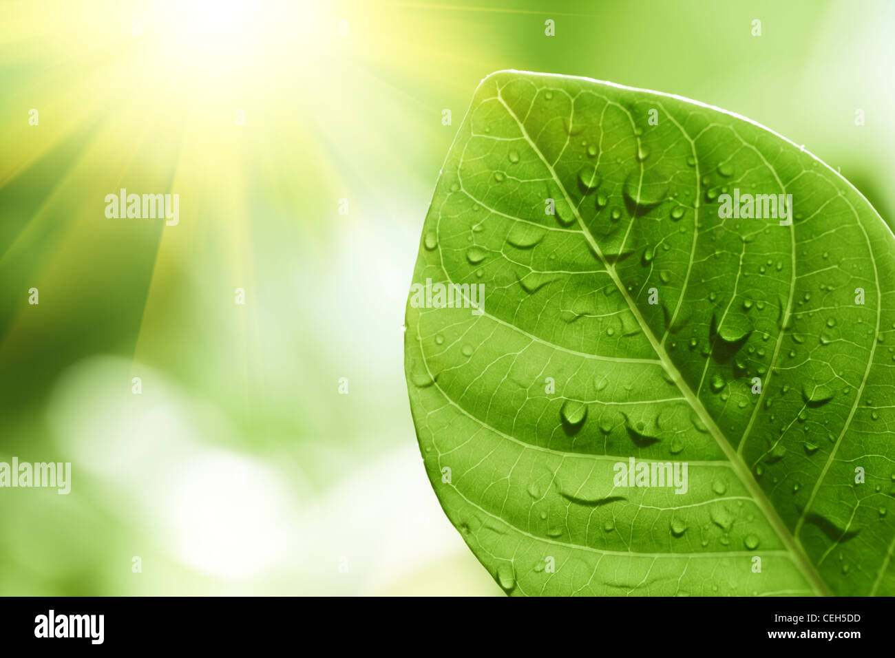 Close-up of green leaf with water drops on it Stock Photo