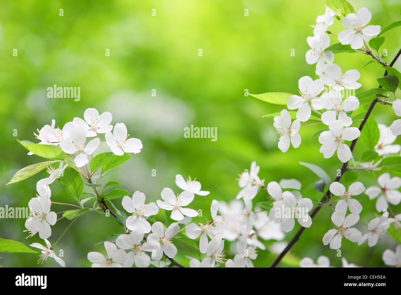 Blooming branch of plum tree Stock Photo