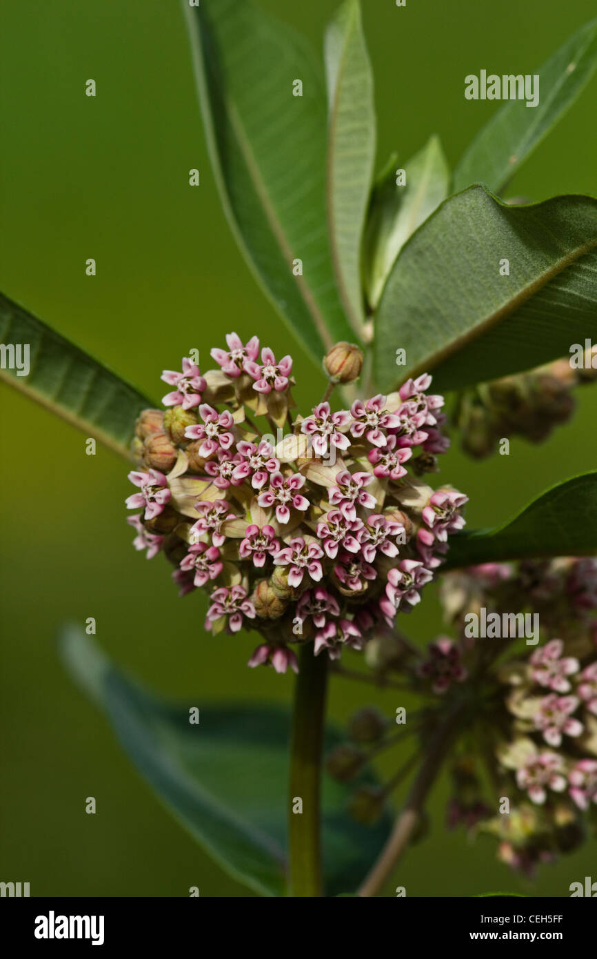 Common Milk Weed Hi Res Stock Photography And Images Alamy Common Milkweed CEH5FF