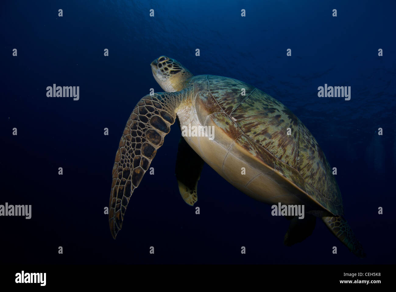 A green Turtle swim into the blue and up to go to catch her breath. Bunaken Island, Indonesia Stock Photo