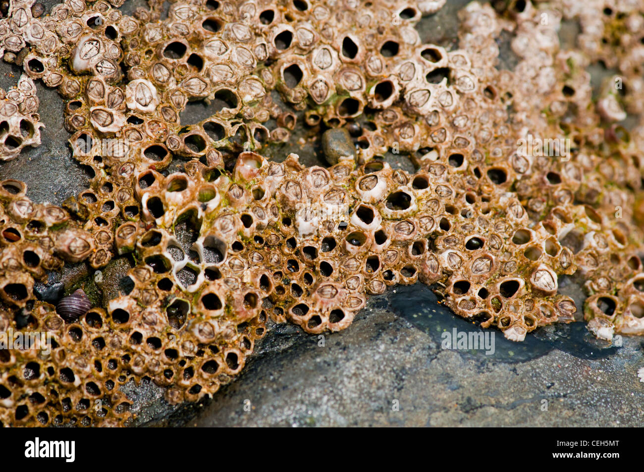 Barnacles on the rock Stock Photo Biology Diagrams