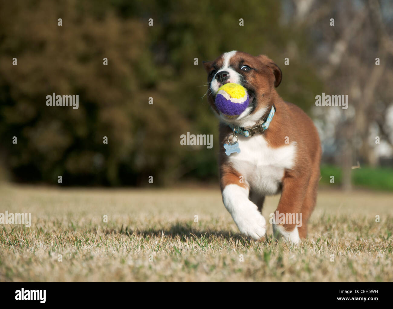 Happy puppy running with her ball Stock Photo
