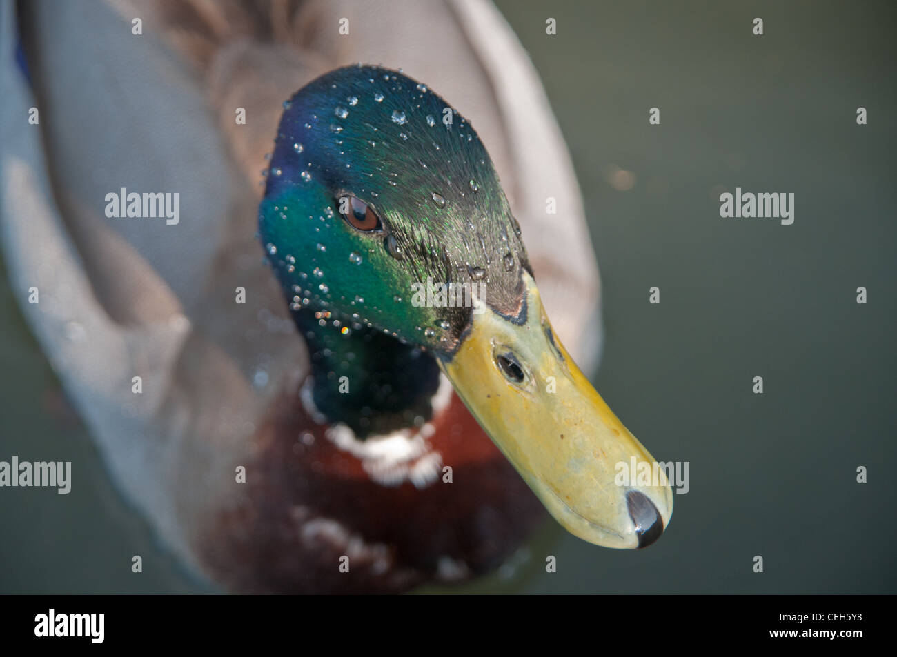 Water on a duck's head Stock Photo