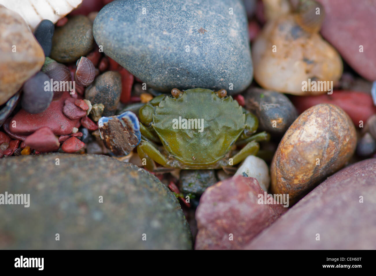 Edible crab in the rocks Stock Photo