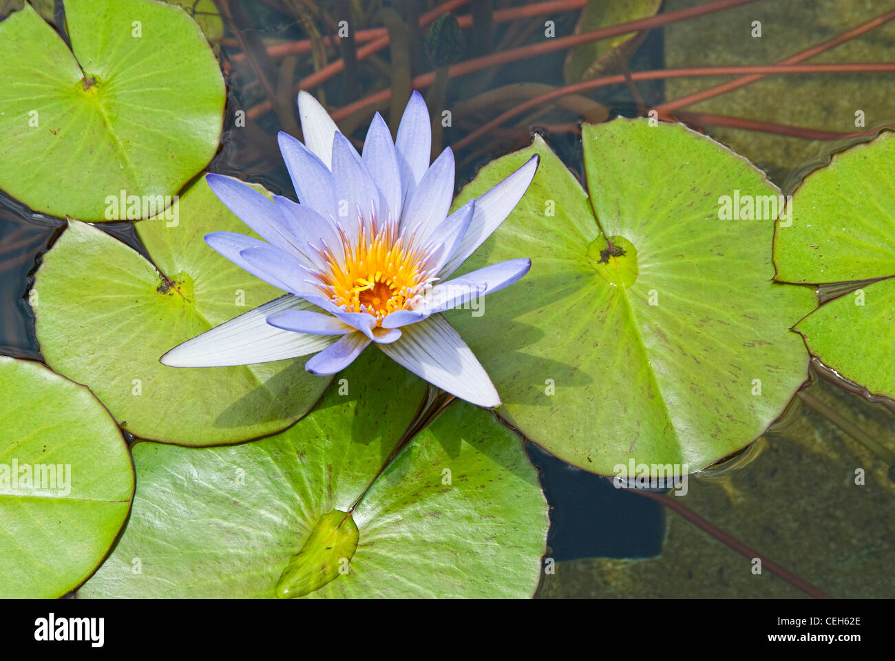 Purple Water Lilies in a pond filled with lily pads. Stock Photo