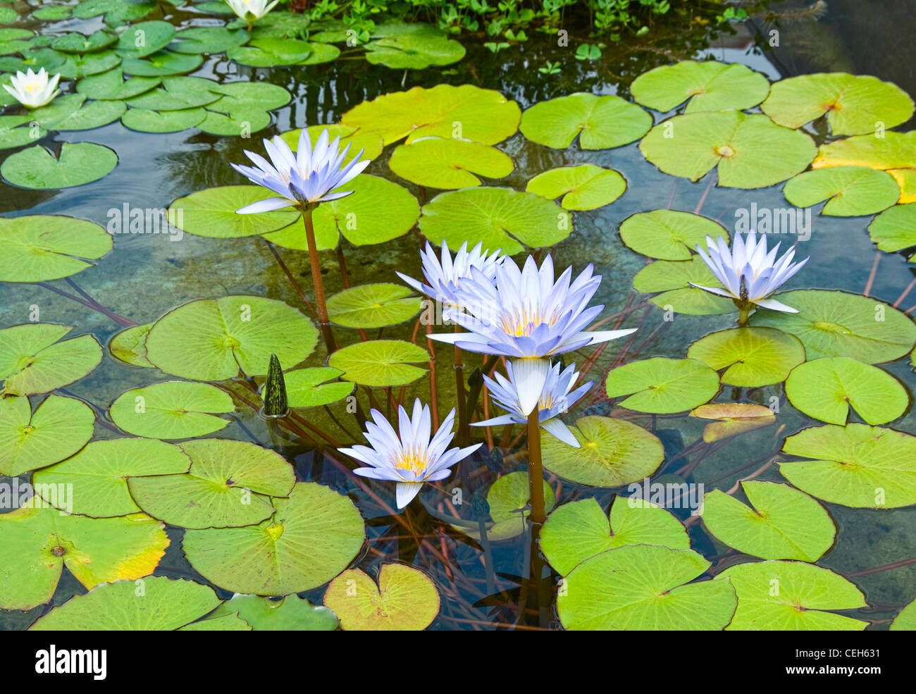 Purple Water Lilies in a pond filled with lily pads. Stock Photo