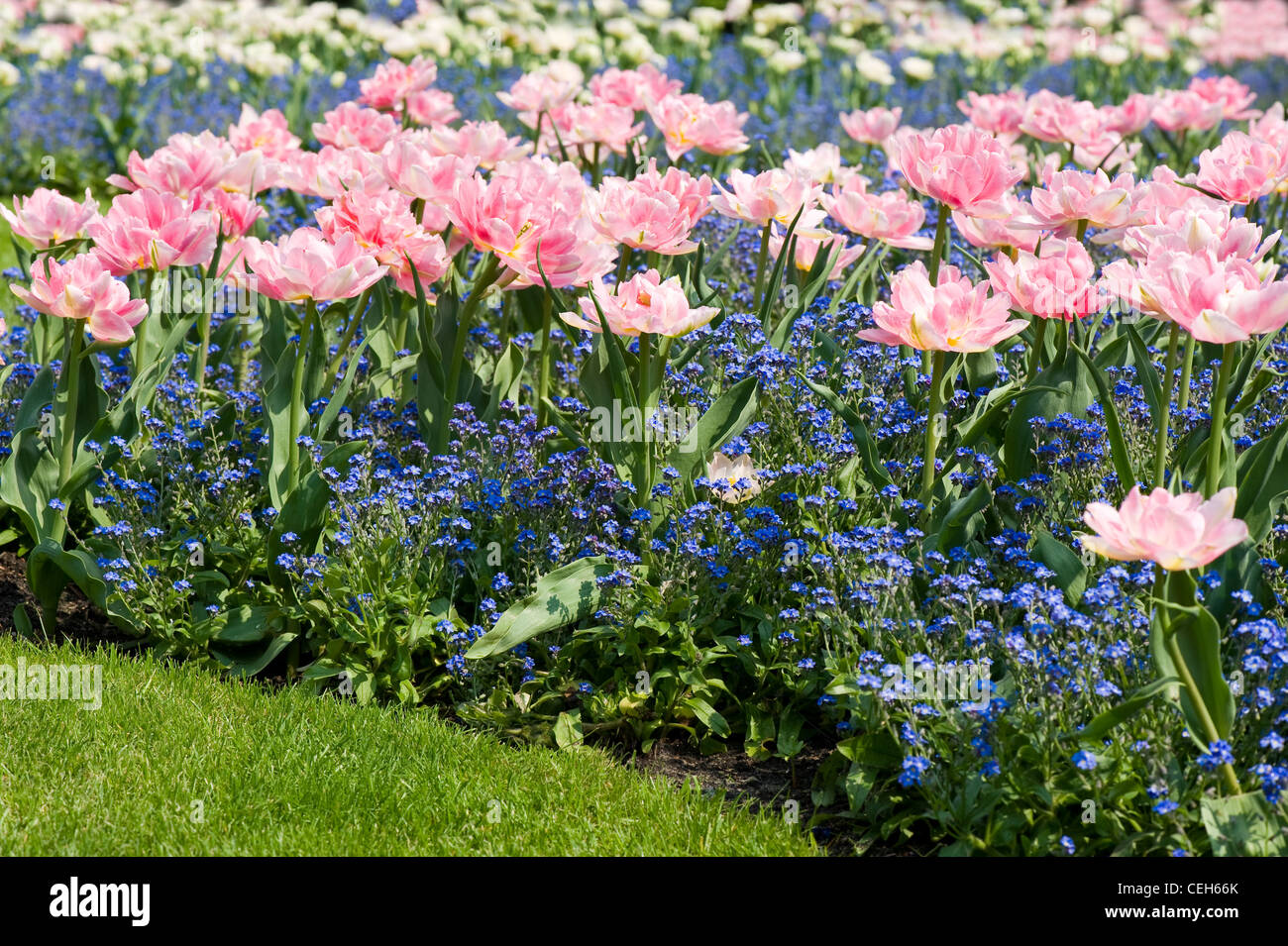Myosotis called forget-me-not and Foxtrot tulips Stock Photo