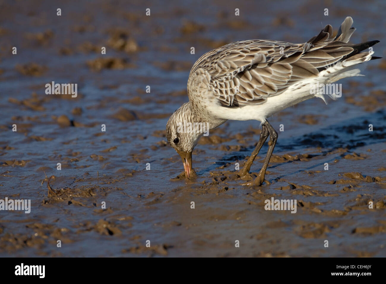 Bar-tailed Godwit Limosa lapponica on coastal mudflats Norfolk Winter Stock Photo
