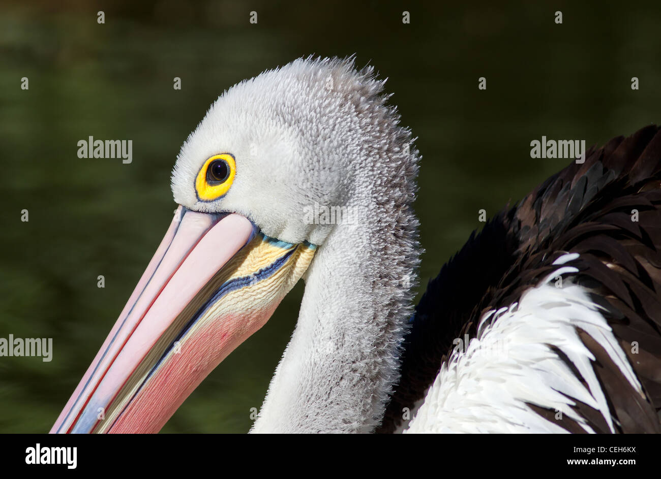 Pelican Bill High Resolution Stock Photography and Images - Alamy