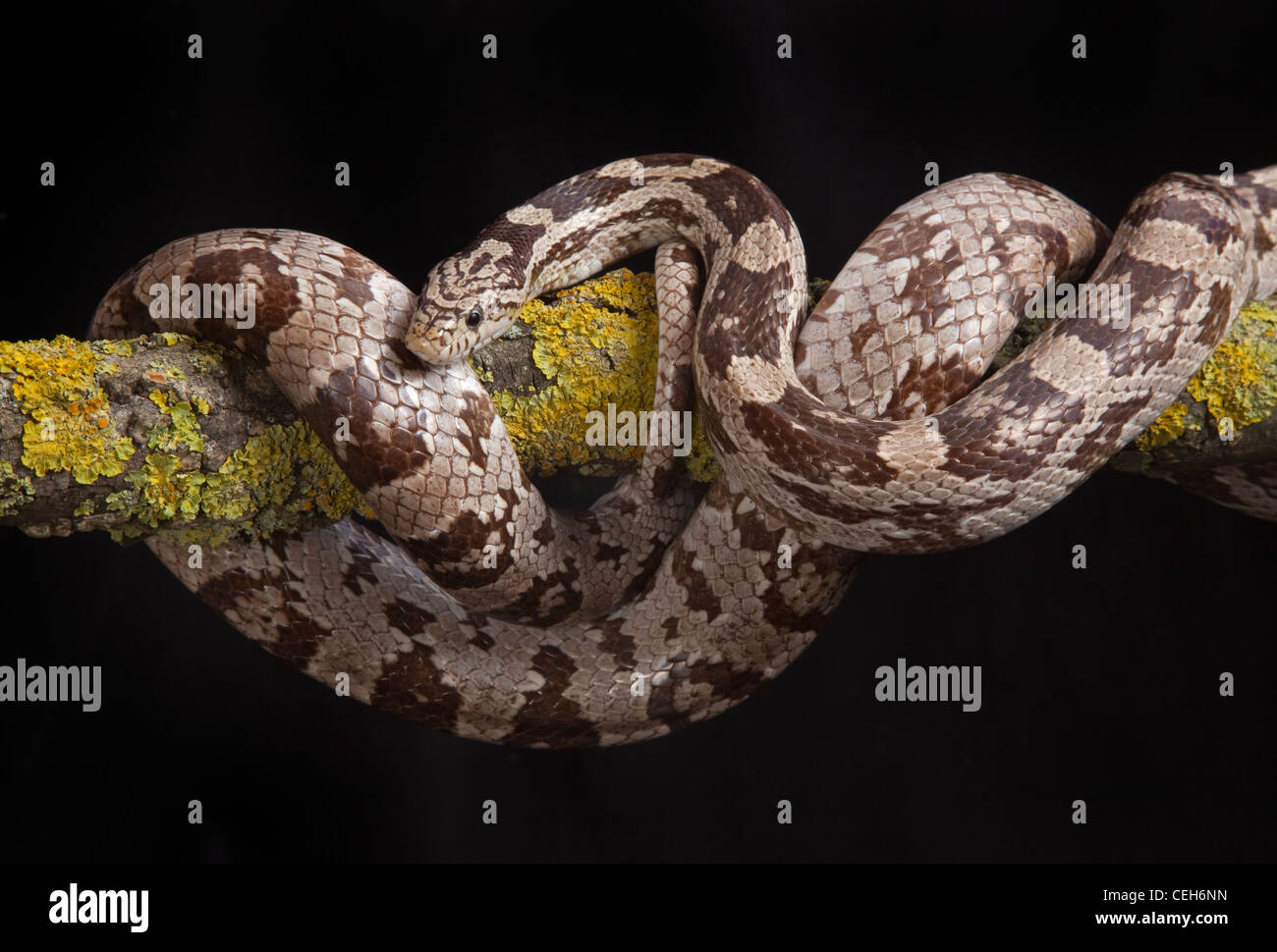 Corn Snake Pantherophis guttatus Stock Photo
