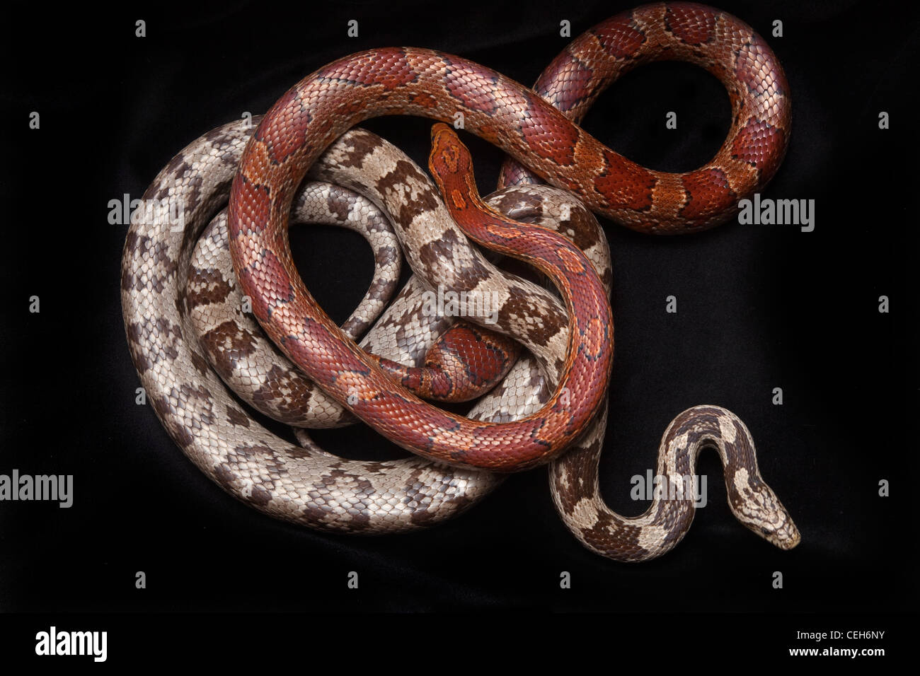 Corn Snakes Pantherophis guttatus colour forms Stock Photo