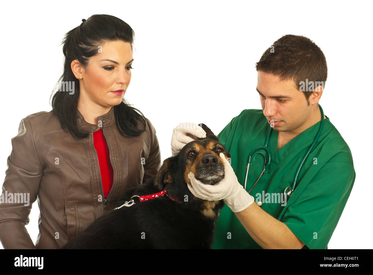 Vet male examine ear dog and his owner looking attentive isolated on white background Stock Photo