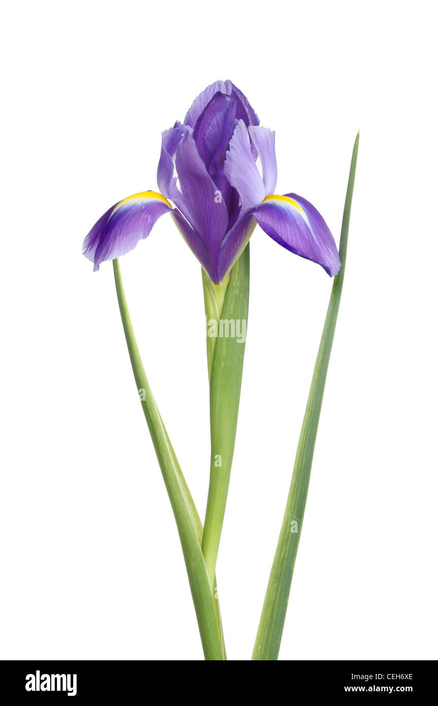 Iris flower and foliage isolated against white Stock Photo