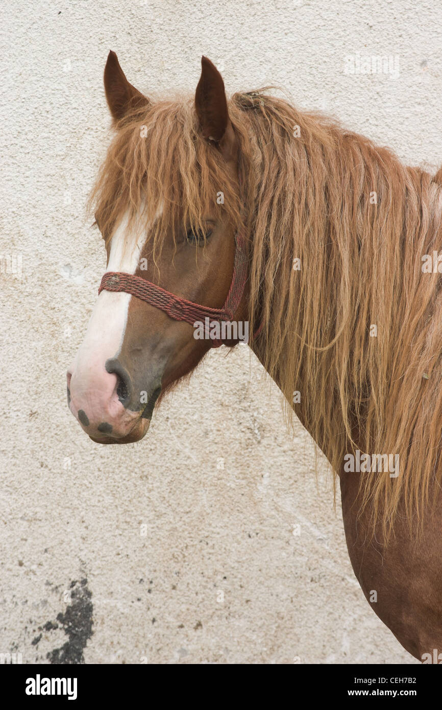 Horse portrait with head and neck and long mane Stock Photo