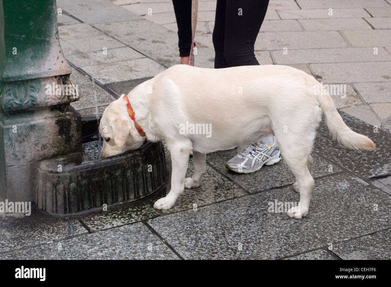 Golden Retriever dog drinking water at a fountain Stock Photo Alamy