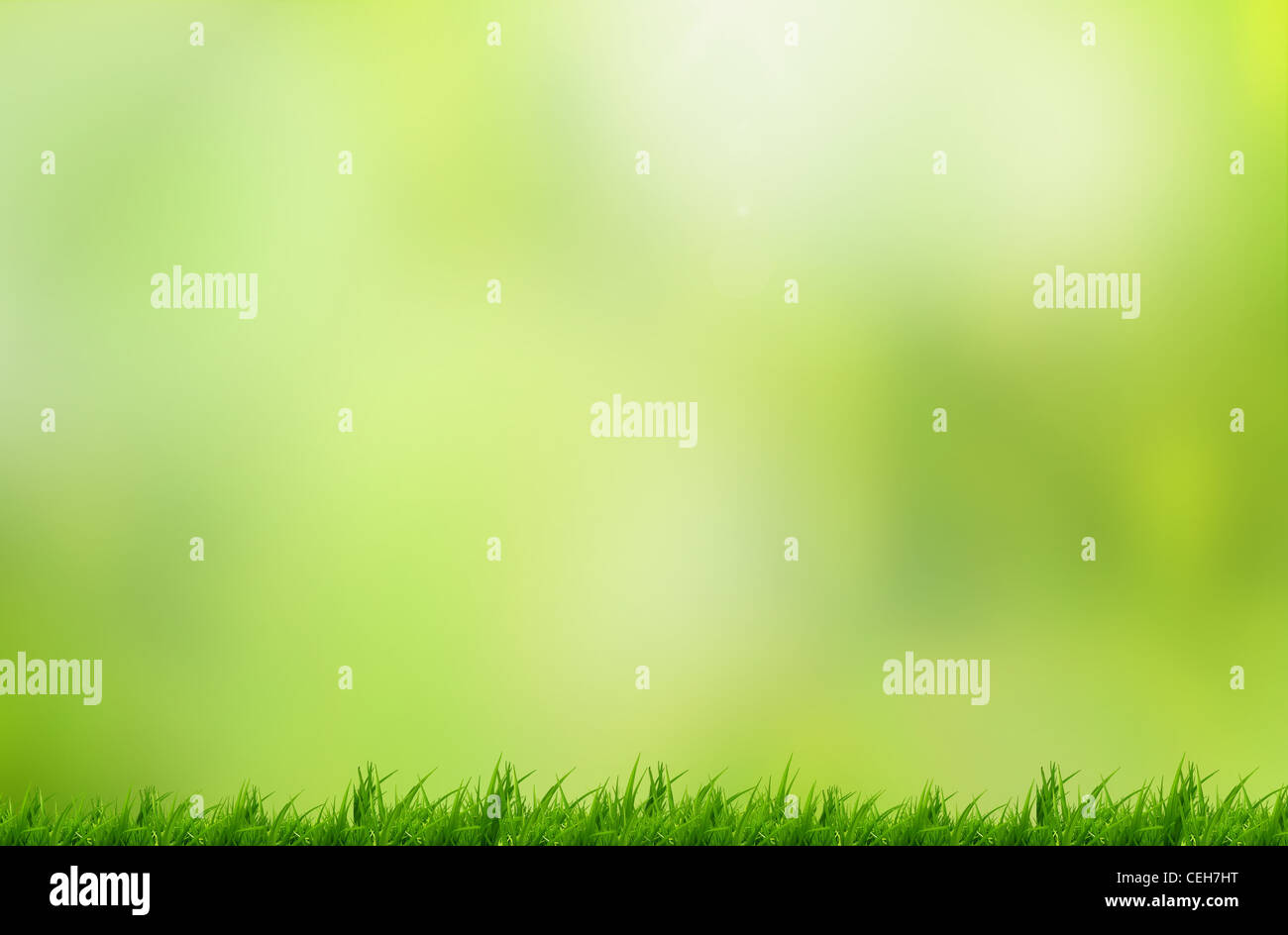Green grass with beautiful background Stock Photo