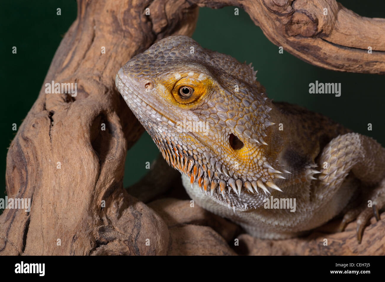 Bearded Dragon Pogona barbata Stock Photo