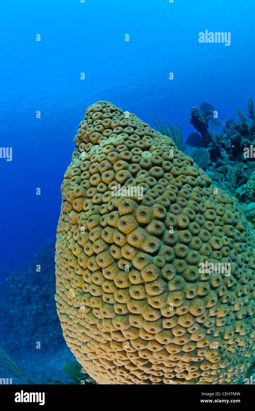 great star coral, Cienfuegos, Punta Gavilanes, Cuba, Caribbean Stock Photo