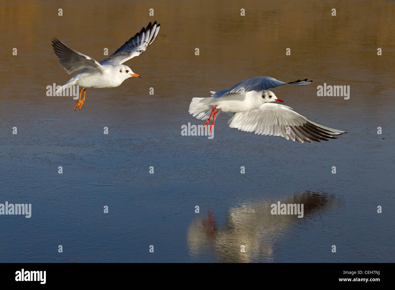 Black Headed Gulls Larus Ridibundus in flight over ice Stock Photo - Alamy