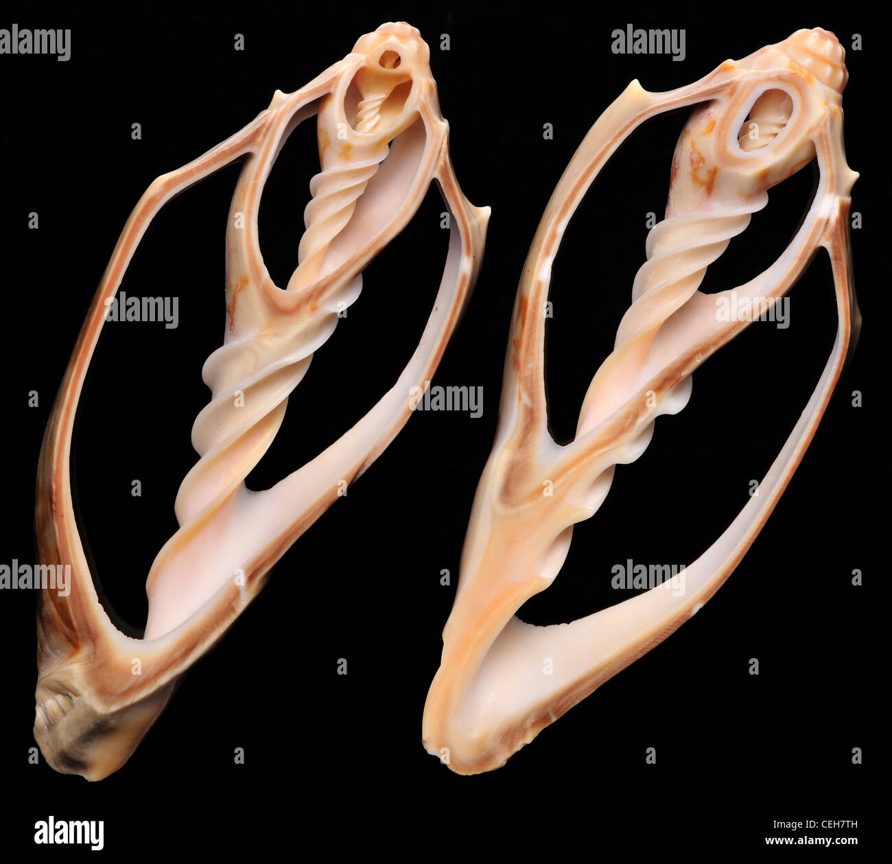 Shell structure hires stock photography and images Alamy