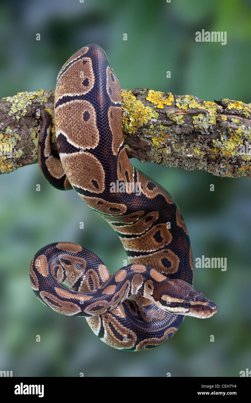 Royal Python Python regius curled round branch Stock Photo - Alamy