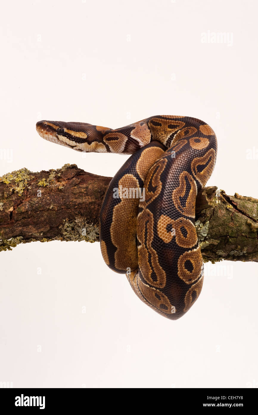 Royal Python Python regius curled round branch Stock Photo - Alamy