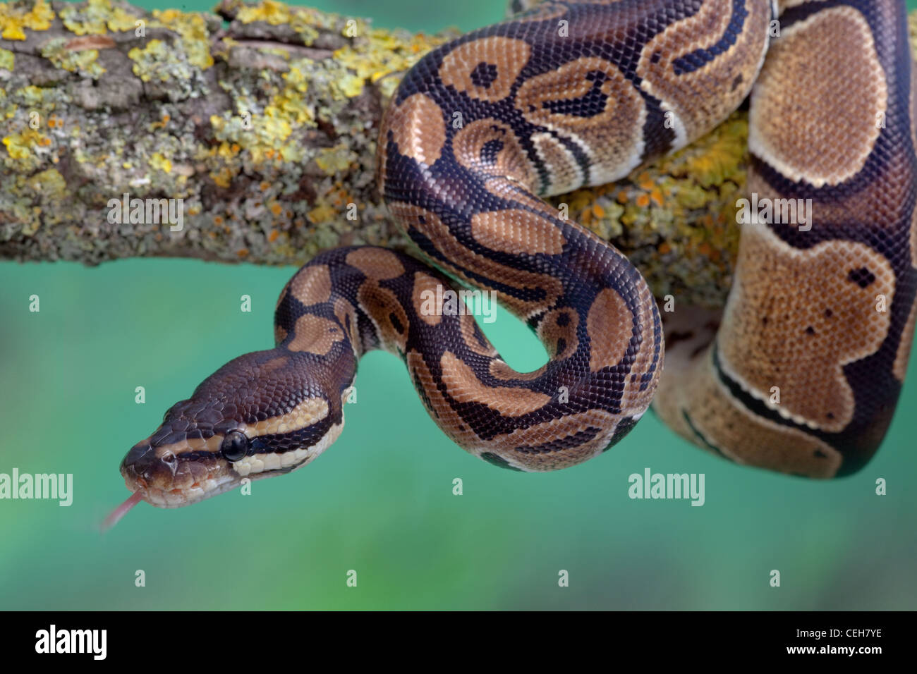 Royal Python Python regius curled round branch Stock Photo - Alamy