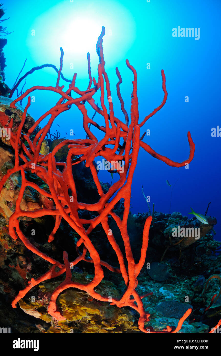 Caribbean coral reef with red row pore rope sponges, Trinidad, Pared de Maria Agiula, Cuba, Caribbean Stock Photo