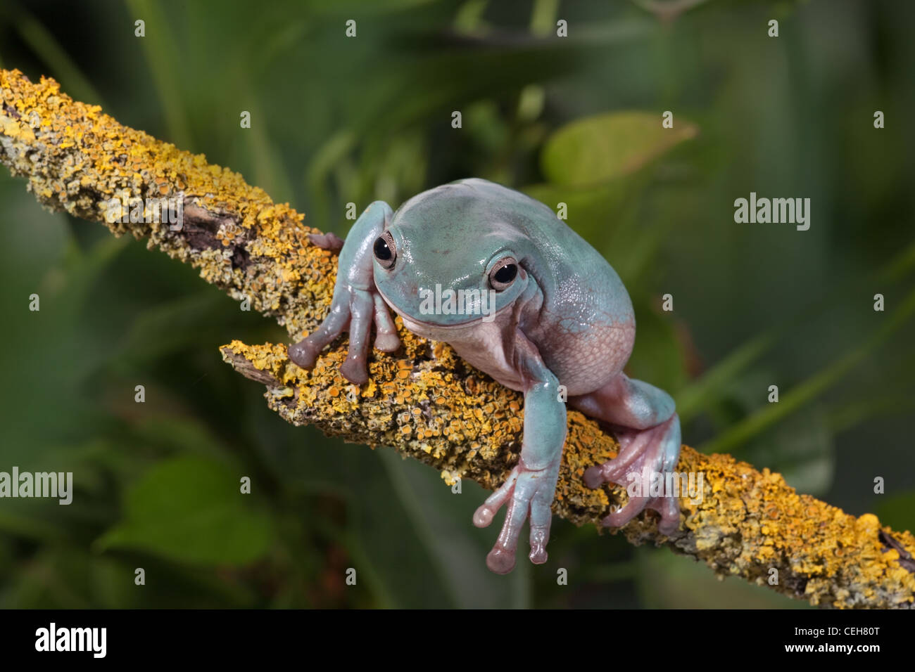 Labed Tree Frog Whites Tree Frog Litoria caerulea on branch Stock Photo - Alamy