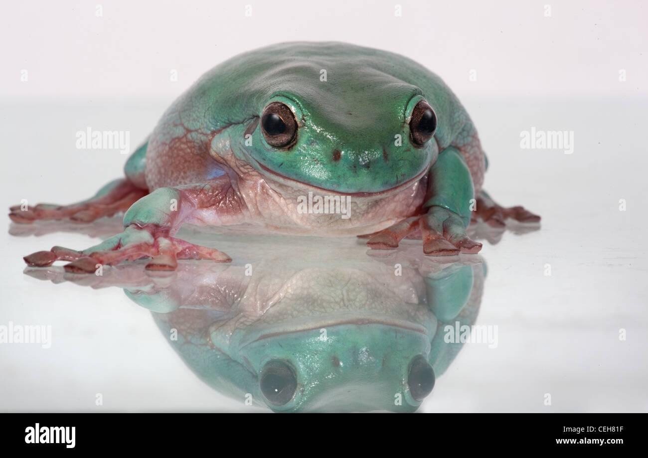 Whites Tree Frog Litoria caerulea reflected in glass Stock Photo