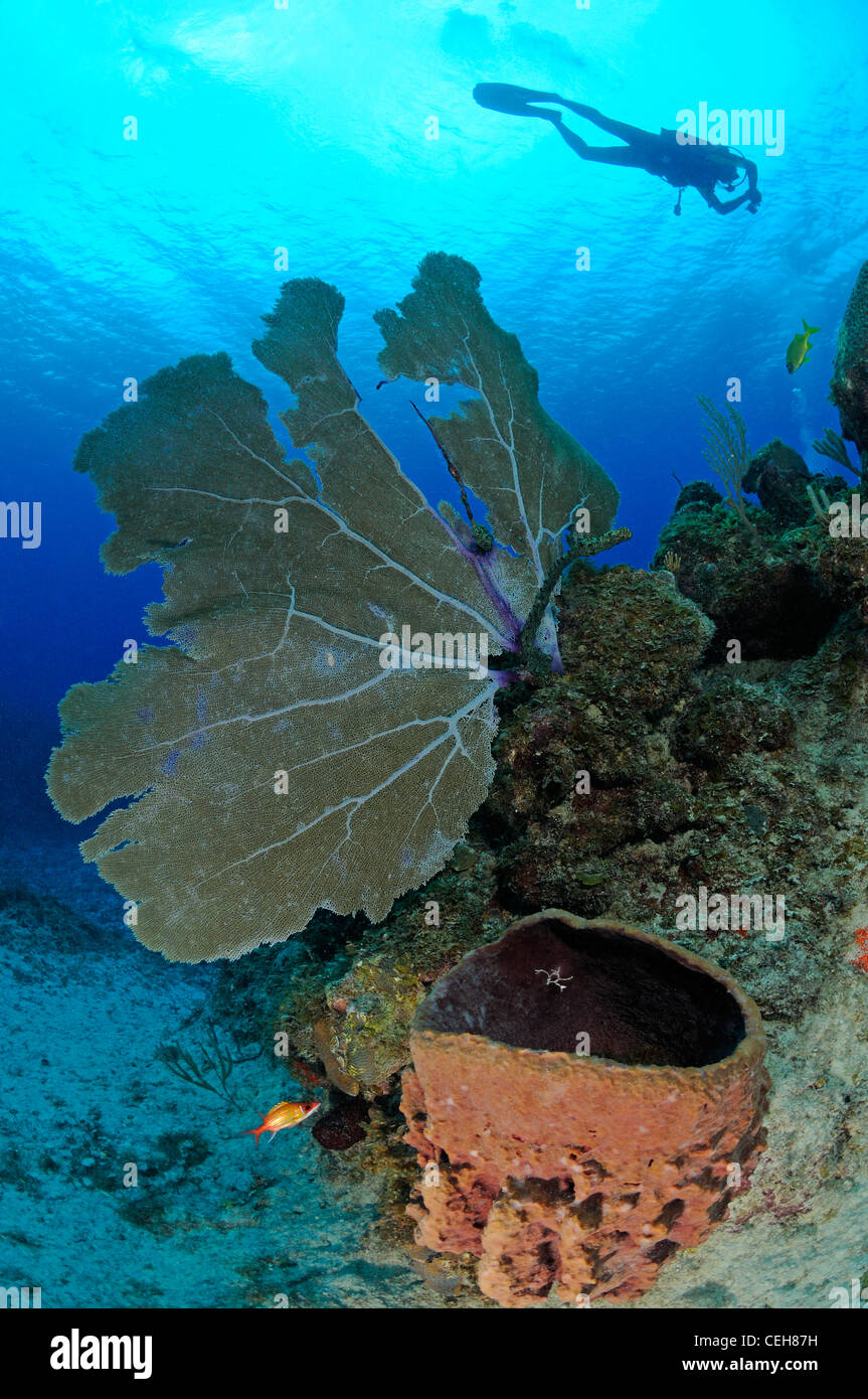 caribbean coral reef with common sea fan, barrel sponge and scuba diver, Isla de la Juventud, Cuba, Caribbean Stock Photo