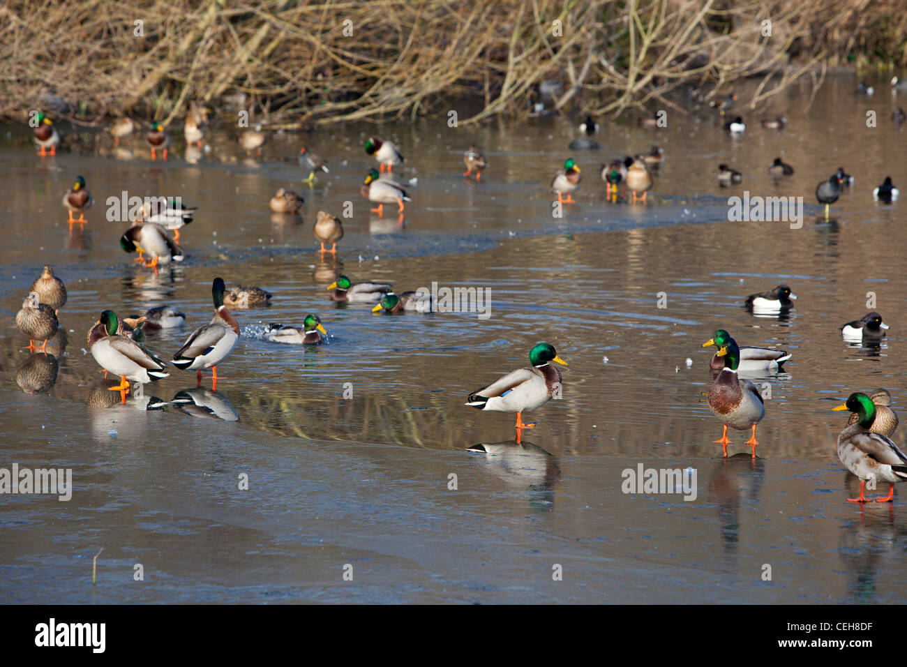 A group of ducks on a semi frozen pond, Hampstead Heath, London, UK Stock Photo