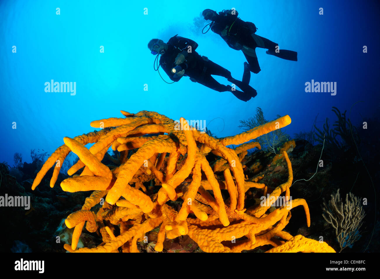 scuba diver with yellow rope sponge, Maria La Gorda, Almirante, Cuba, Caribbean Stock Photo