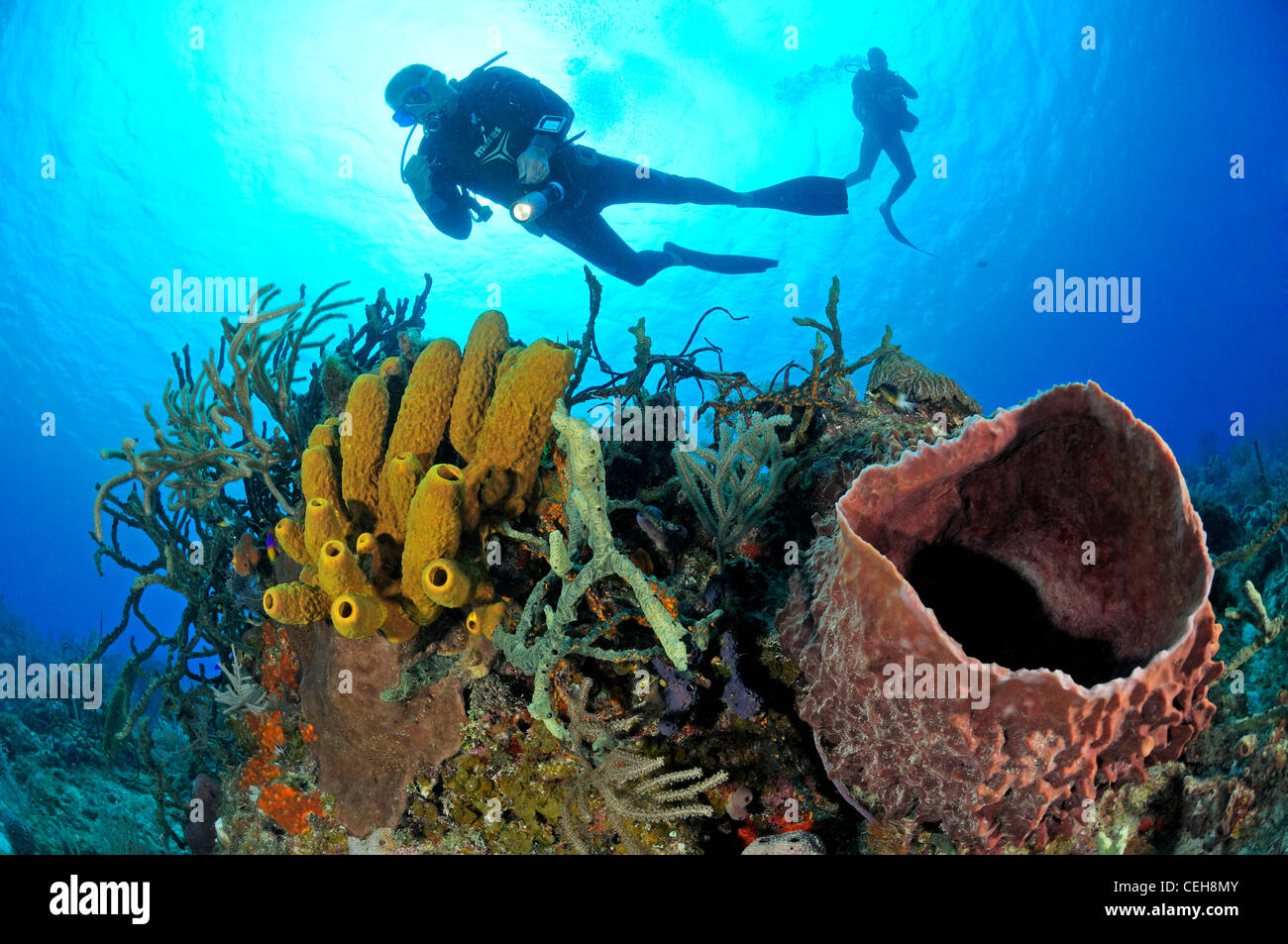 Caribbean coral reef with yellow tube sponge, Giant Caribbean barrel sponge and scuba diver, Maria La Gorda, Almirante, Cuba Stock Photo