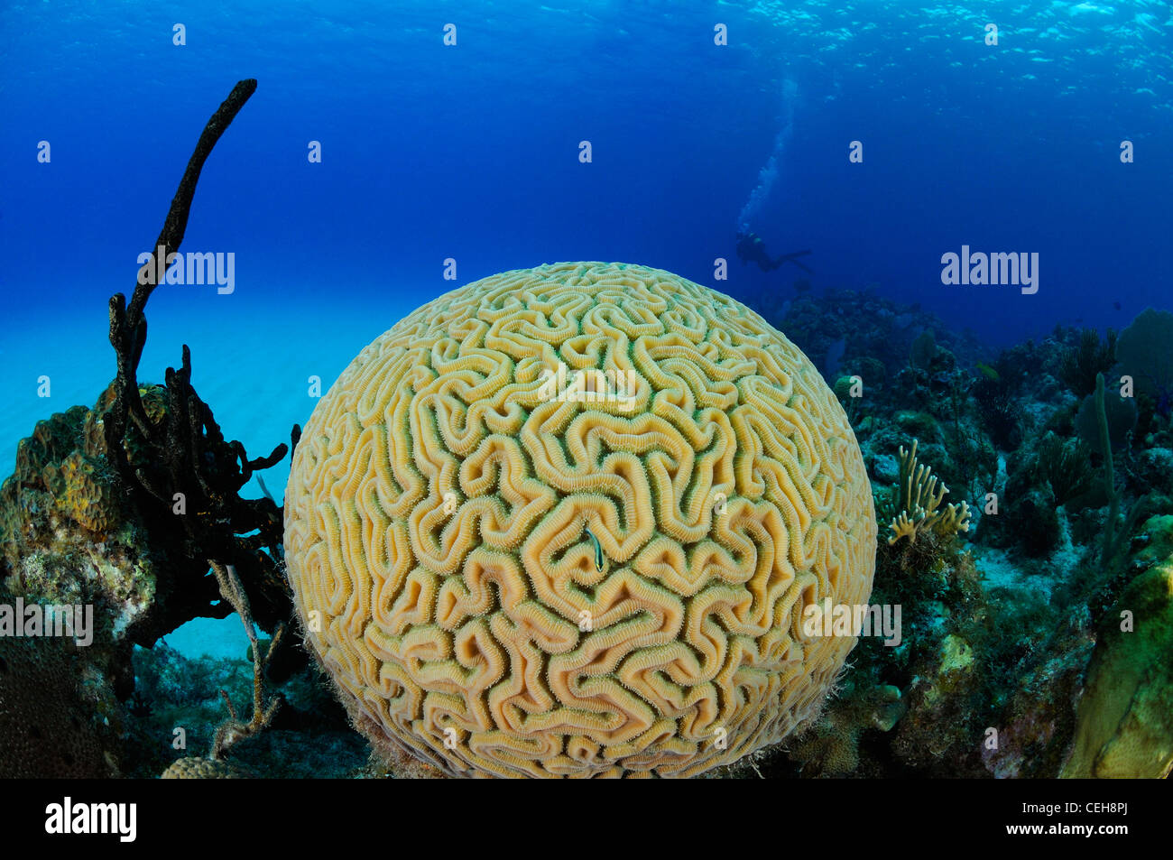 symmetrical brain coral and scuba diver, Maria La Gorda, Aquario, Cuba, Caribbean Stock Photo