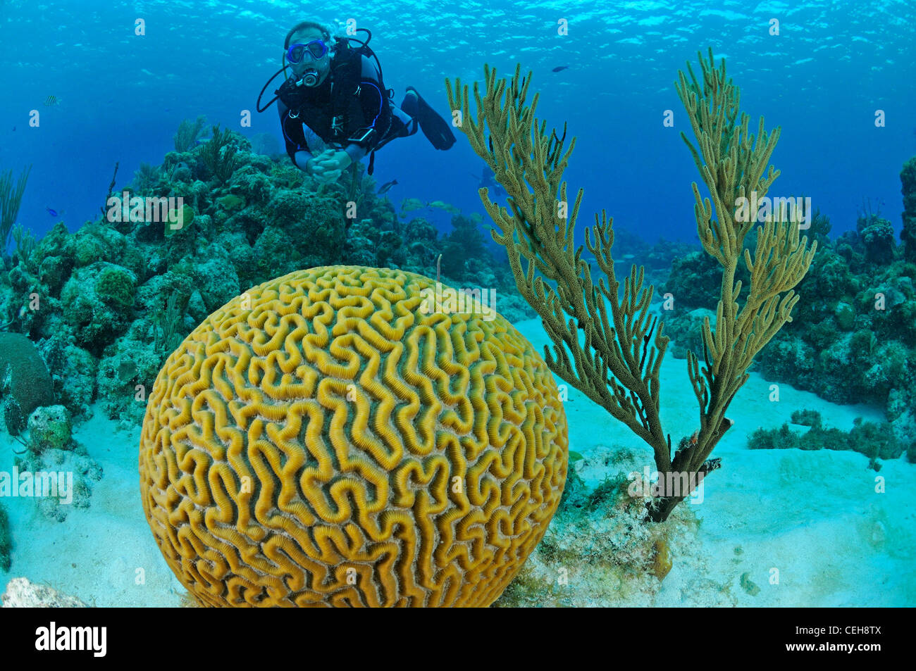 symmetrical brain coral and scuba diver, Maria La Gorda, Aquario, Cuba, Caribbean Stock Photo