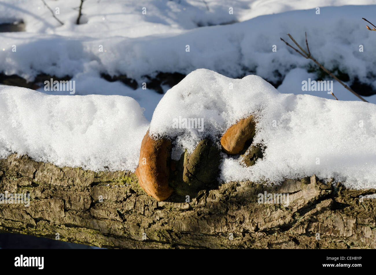 Winter pictures Stock Photo