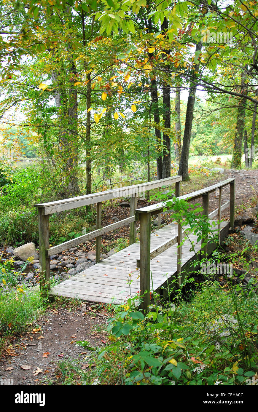 wood,bridge,forest,trail,road,lake,summer,tree, Stock Photo