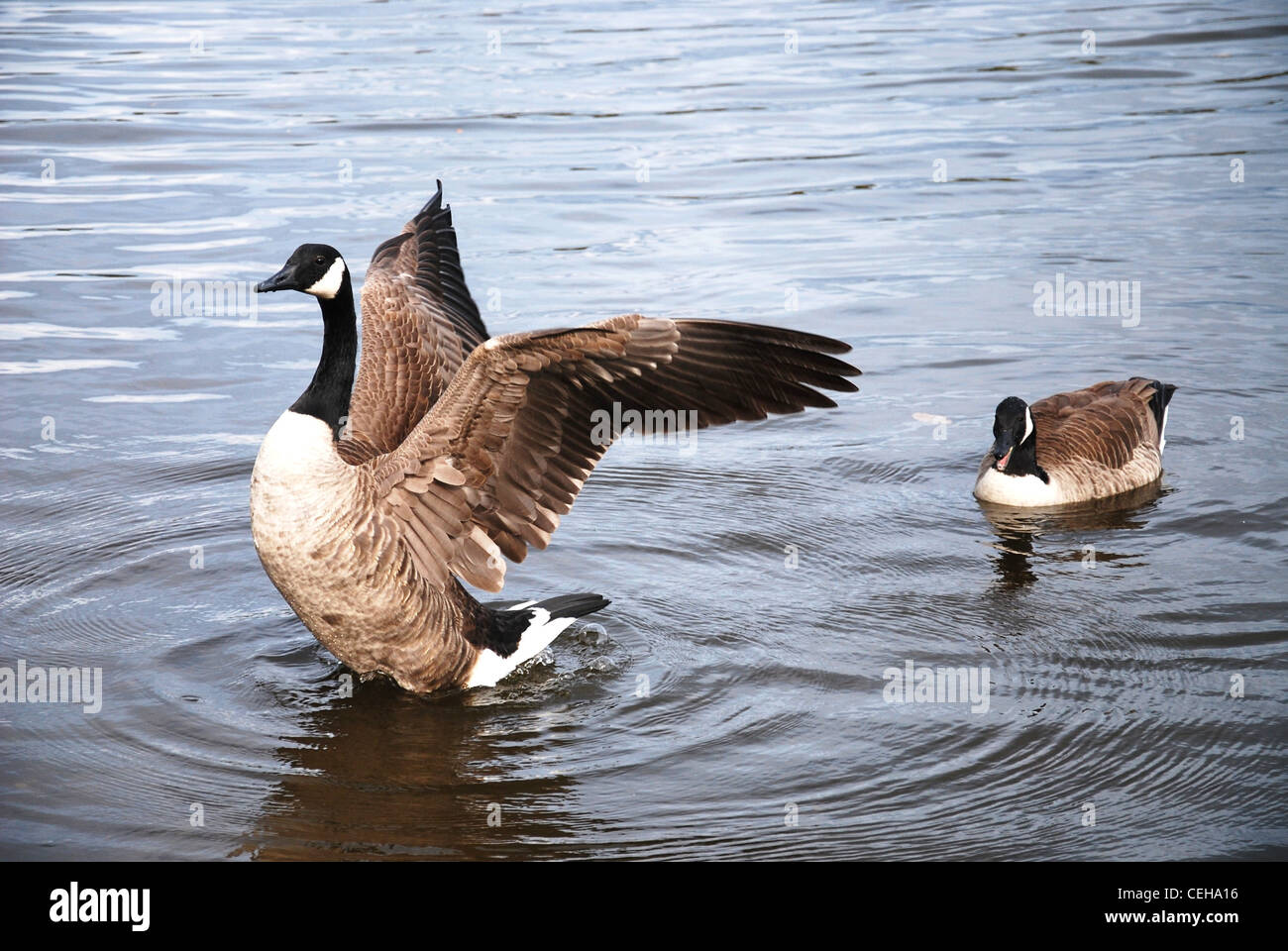 wild,geese,birds,animal,lake,pair,pond,two,water, Stock Photo