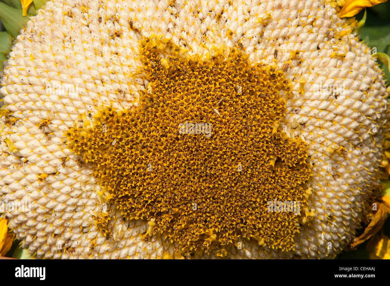 Close up of mature sunflower seed head. Pennsylvania, USA Stock Photo