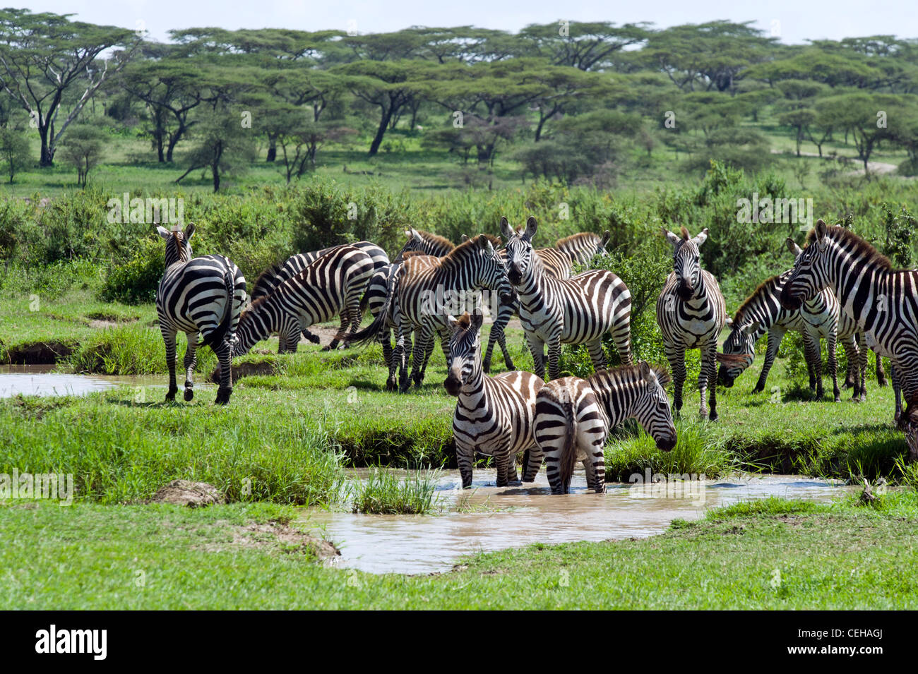Plains Zebras Equus quagga at a waterhole in Ndutu in Ngorongoro Conservation Area - Tanzania Stock Photo