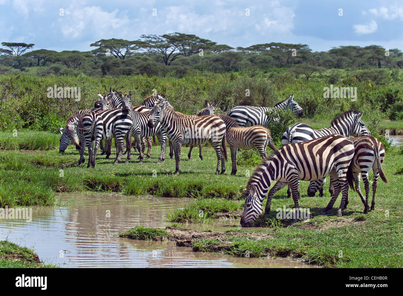 Plains Zebras Equus quagga at a waterhole in Ndutu in Ngorongoro Conservation Area - Tanzania Stock Photo