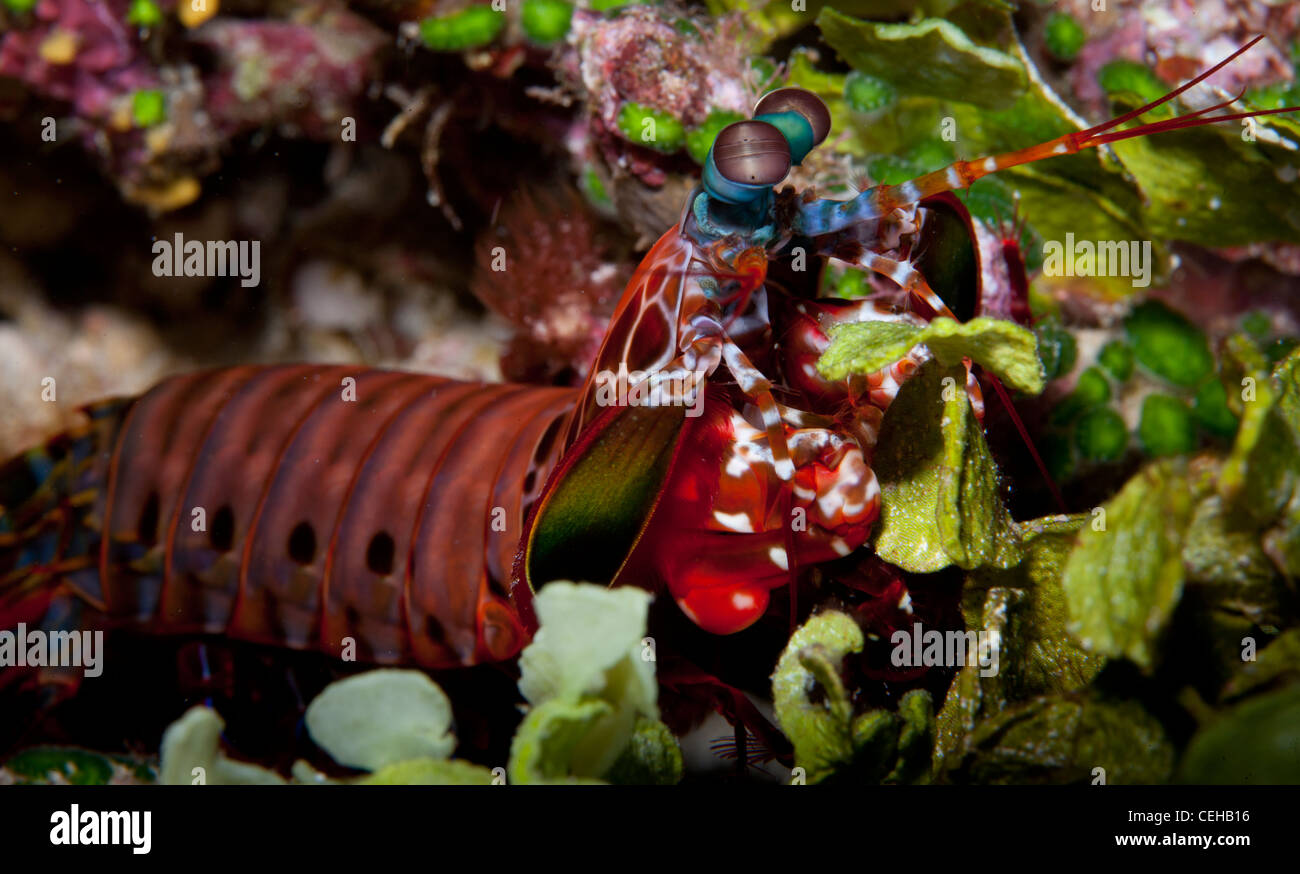 Peacock Mantis shrimp hiding amongst algae Stock Photo